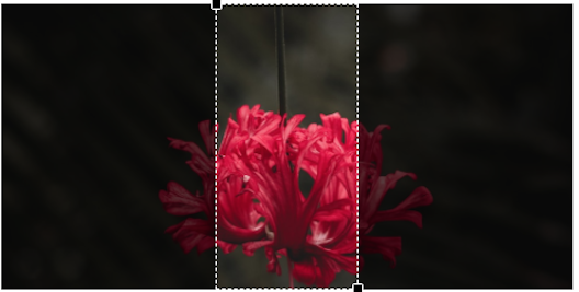 Applying portrait image style to landscape image