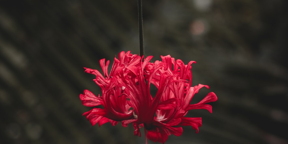 Image with aspect ratio maintained